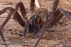 Fishing Spider, Dolomedes sp. Nigeria