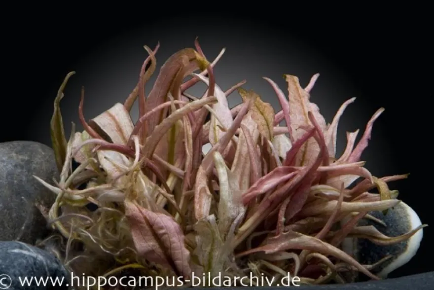 Flamingo-Wasserkelch, Cryptocoryne sp. "Flamingo", im Topf