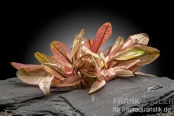 Flamingo-Wasserkelch, Cryptocoryne sp. "Flamingo", im Topf