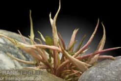 Flamingo-Wasserkelch, Cryptocoryne sp.
