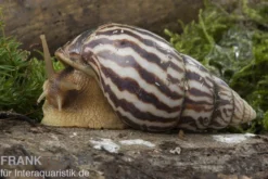Flammende Hausschnecke, Limicolaria flammea