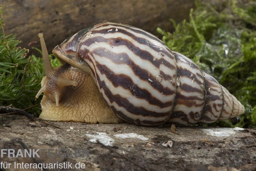 Flammende Hausschnecke, Limicolaria flammea