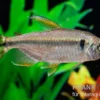 Flammenkongosalmler, Alestopetersius nigropterus