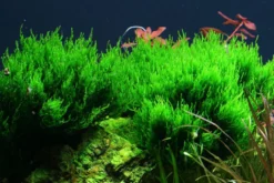 Flammenmoos, Taxiphyllum sp. "Flame", In Vitro