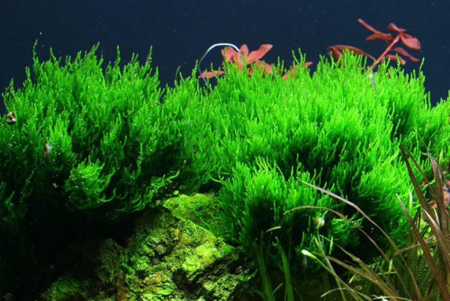 Flammenmoos, Taxiphyllum sp. "Flame", ca. 200 ml