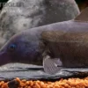 Flaschenmaul-Nilhecht, Mormyrus longirostris (Süßwasserdelfin)