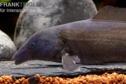 Flaschenmaul-Nilhecht, Mormyrus longirostris (Süßwasserdelfin)