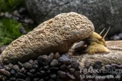Flashlight-Schnecke, Tylomelania sp. Flashlight