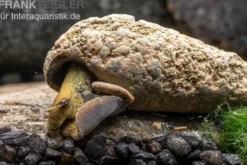 Flashlight-Schnecke, Tylomelania sp. Flashlight