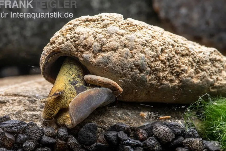 Flashlight-Schnecke, Tylomelania sp. Flashlight