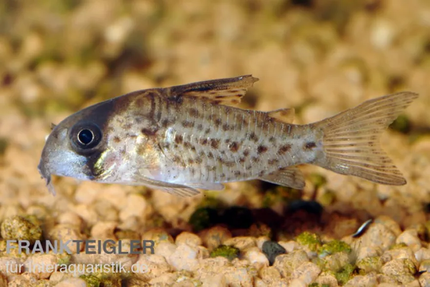 Fleckpanzerwels, Corydoras atropersonatus (Minifisch)