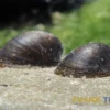 Fledermausschnecke, Neripteron auriculata (Batman-Schnecke)