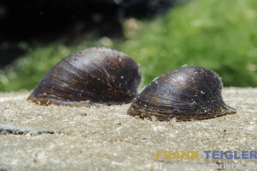Fledermausschnecke, Neripteron auriculata (Batman-Schnecke)