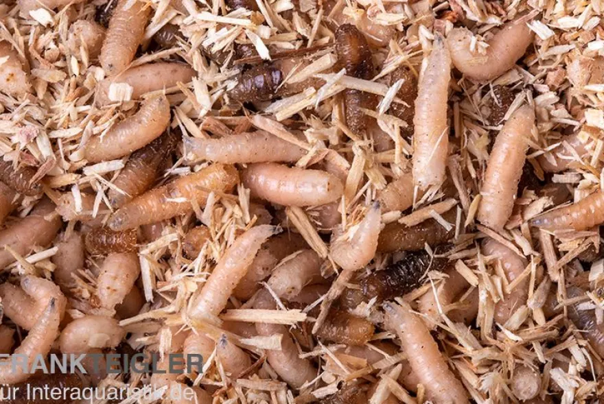 Fleischfliegen Maden, Sarcophagidae sp., 30 g
