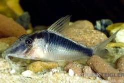 Flügelpanzerwels, Corydoras semiaquilus sp. aff. PERU