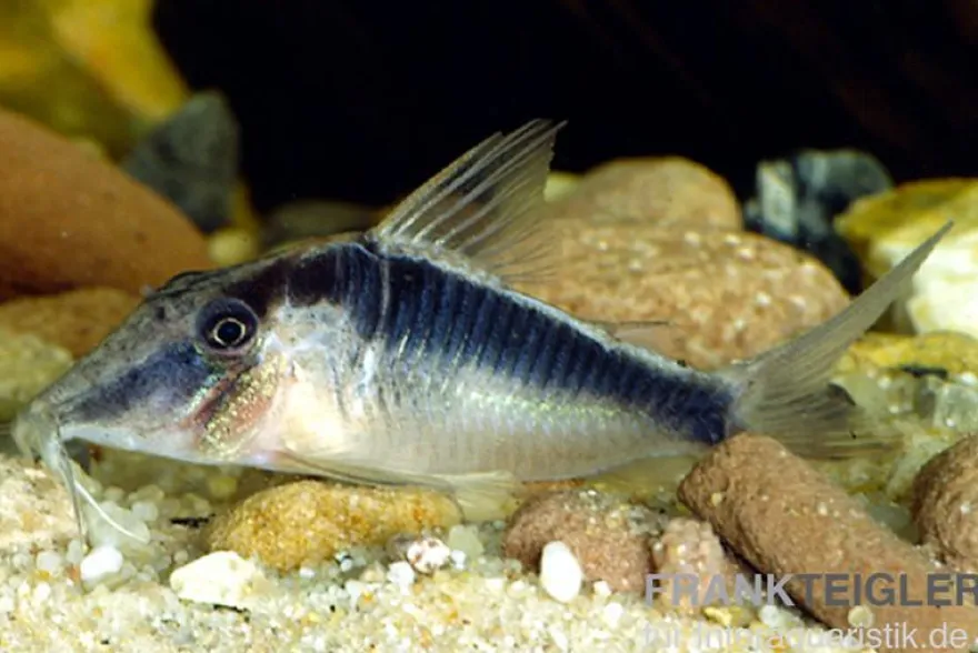 Flügelpanzerwels, Corydoras semiaquilus sp. aff. PERU