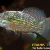 Florida-Flaggenkärpfling, Jordanella floridae (Kaltwasser & Warmwasser)