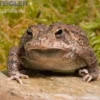 Floridakröte, Bufo terrestris