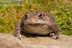 Floridakröte, Bufo terrestris