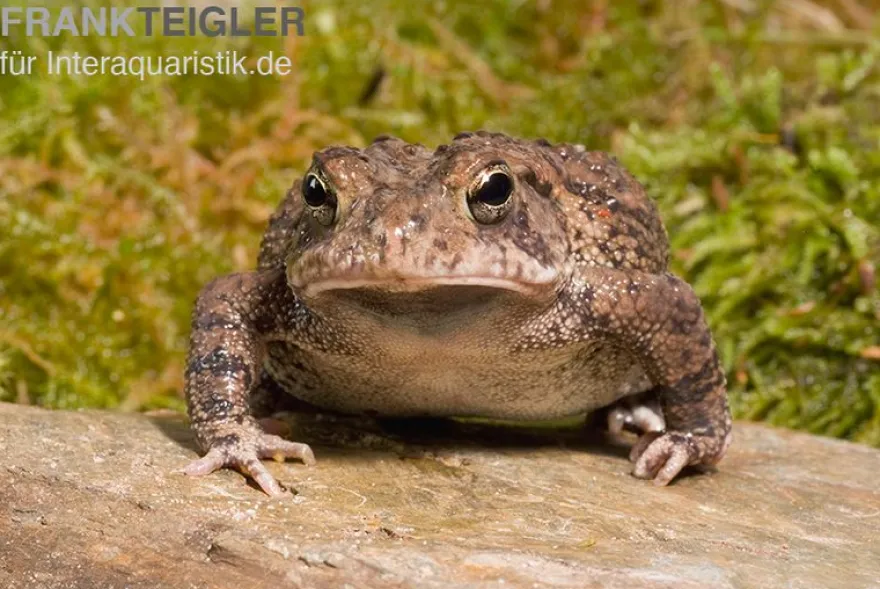Floridakröte, Bufo terrestris