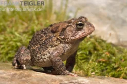 Floridakröte, Bufo terrestris