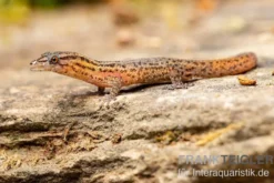Florida-Riff-Gecko, Sphaerodactylus notatus