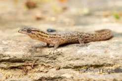 Florida-Riff-Gecko, Sphaerodactylus notatus