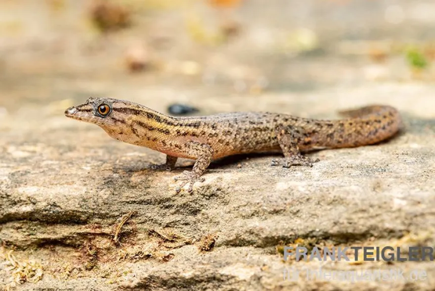Florida-Riff-Gecko, Sphaerodactylus notatus