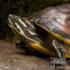 Florida-Rotbauch-Schmuckschildkröte, Pseudemys nelsoni FZ