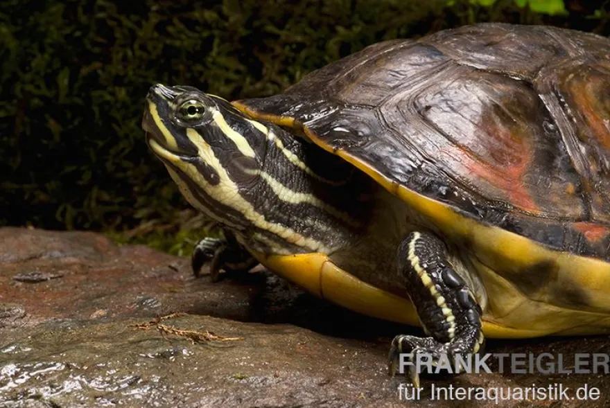 Florida-Rotbauch-Schmuckschildkröte, Pseudemys nelsoni FZ
