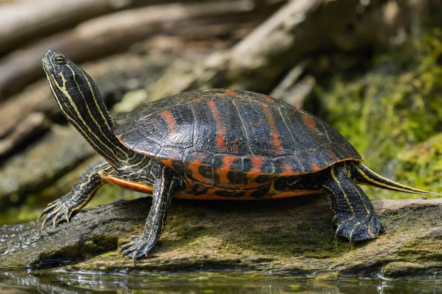 Florida-Rotbauch-Schmuckschildkröte, Pseudemys nelsoni
