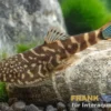 Flossensauger "Blue Tail", Gastromyzon spec. blue tail