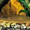 Flösselaal, Erpetoichthys calabaricus, 18-20 cm