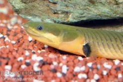 Flösselaal, Erpetoichthys calabaricus, 18-20 cm