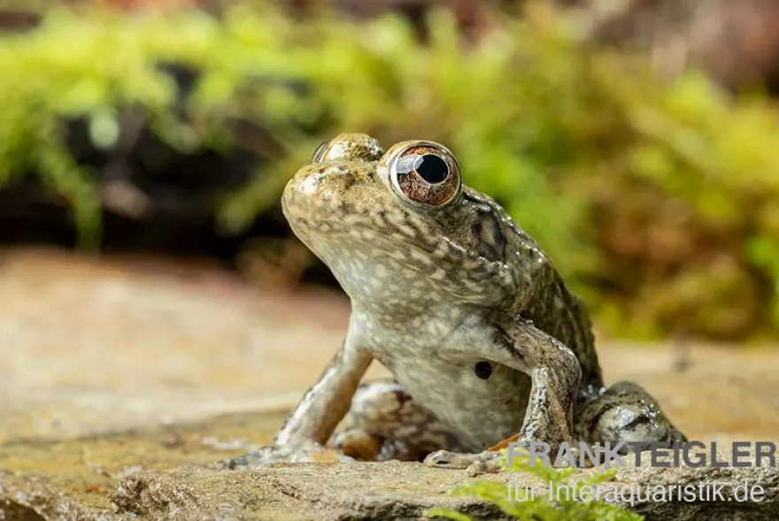 Flussfrosch, Rana heckscheri