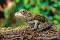 Flussfrosch, Rana heckscheri
