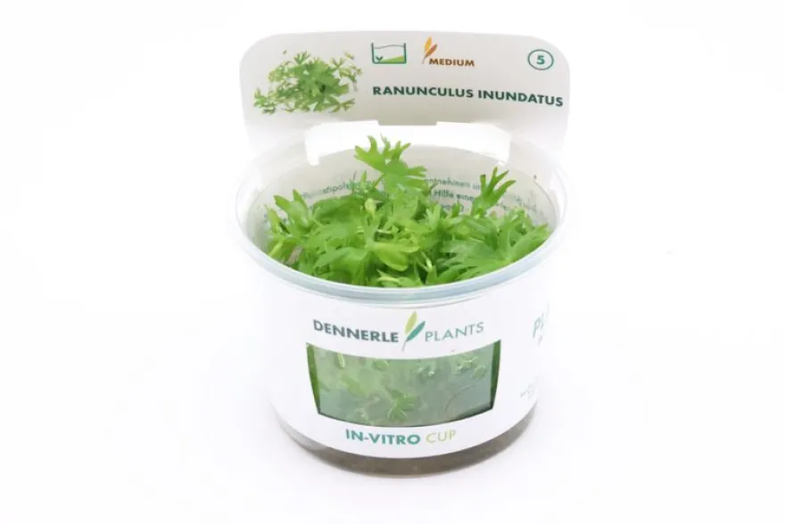 Fluss-Hahnenfuß, Ranunculus inundatus, In Vitro