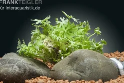 Fluss-Hahnenfuß, Ranunculus inundatus, In Vitro