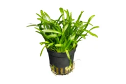 Flutendes Pfeilkraut, Sagittaria subulata, im Topf
