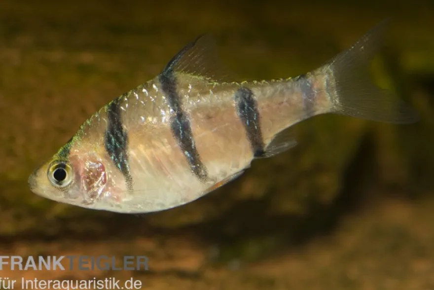 Fünfgürtelbarbe, Barbus pentazona, DNZ