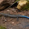 Fünfstreifenskink, Plestiodon fasciatus