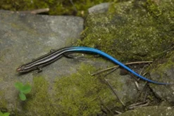 Fünfstreifenskink, Plestiodon fasciatus