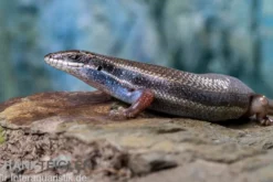 Fünfstreifenskink, Trachylepis quinquetaeniata, gemischt
