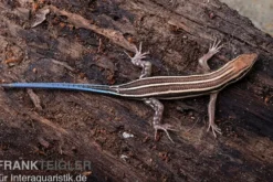 Fünfstreifenskink, Trachylepis quinquetaeniata, gemischt