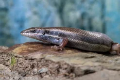 Fünfstreifenskink, Trachylepis quinquetaeniata, gemischt