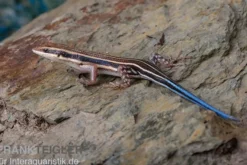 Fünfstreifenskink, Trachylepis quinquetaeniata, gemischt
