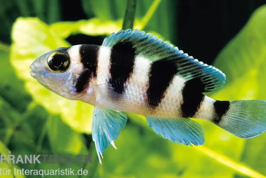 Fünfstreifen-Tanganjikaseebuntbarsch, Neolamprologus tretocephalus, DNZ
