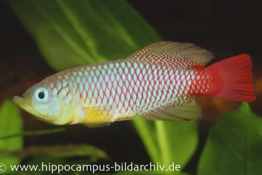 Foerschs Prachtgrundkärpfling, Nothobranchius foerschi, gemischt