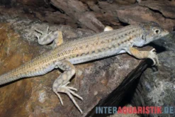 Franseneidechse, Acanthodactylus boskianus