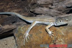 Franseneidechse, Acanthodactylus boskianus